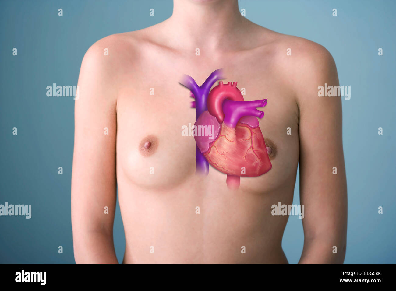 HEART, ILLUSTRATION Stock Photo