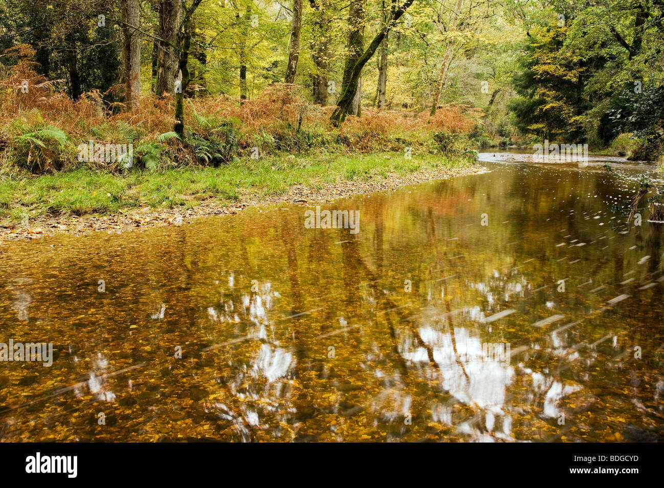 Blackwater stream at autumn in the New Forest National Park Stock Photo