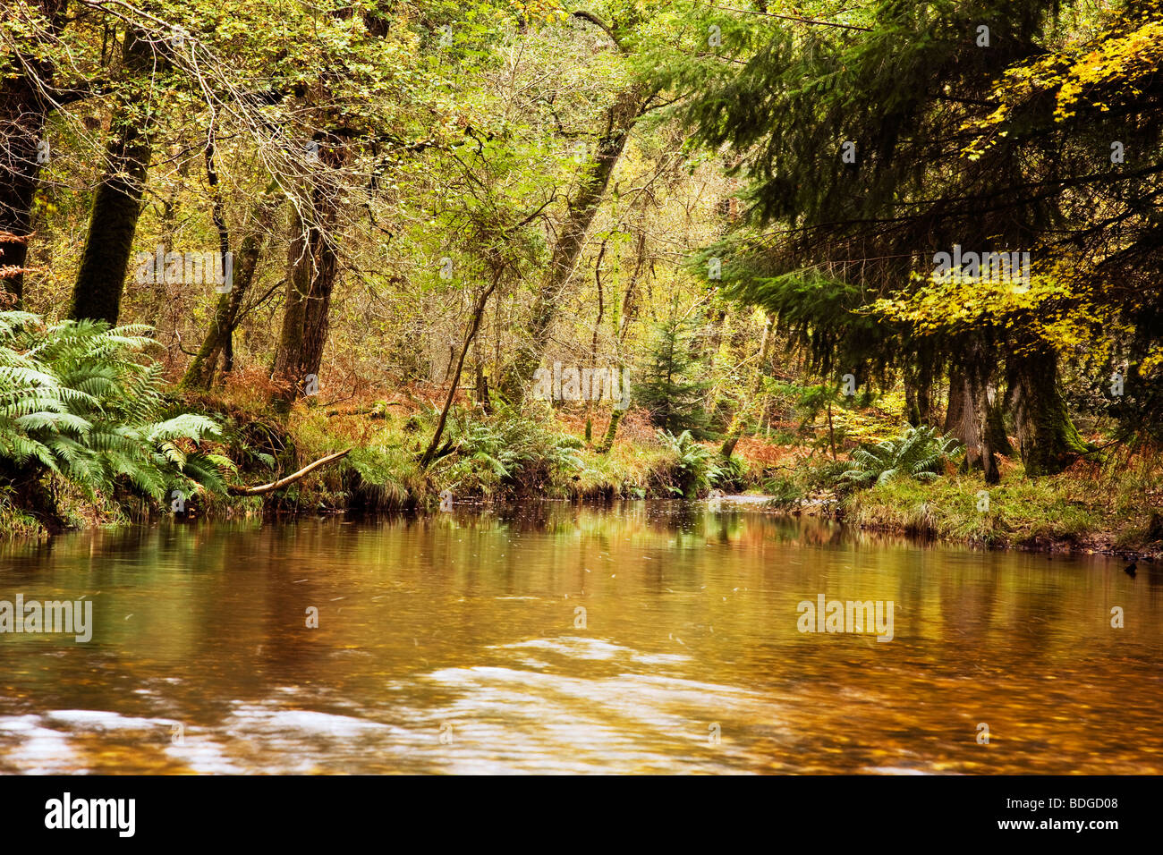 Blackwater stream at autumn in the New Forest National Park Stock Photo