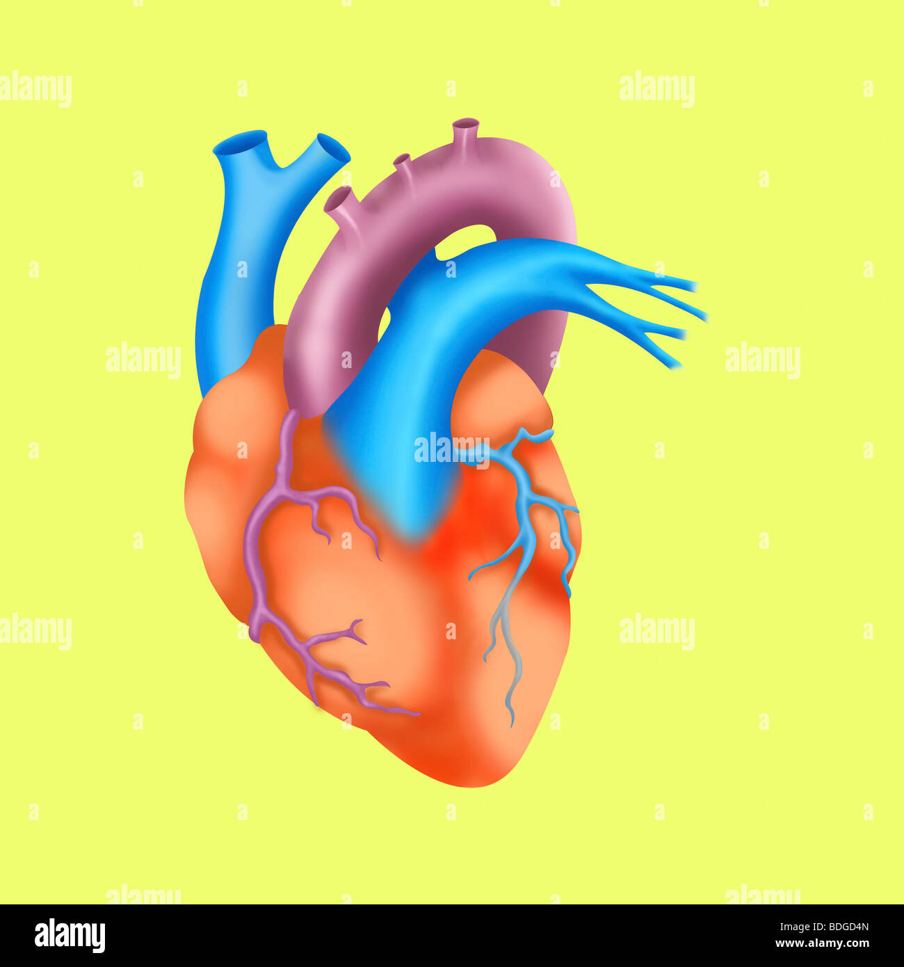 HEART, ILLUSTRATION Stock Photo