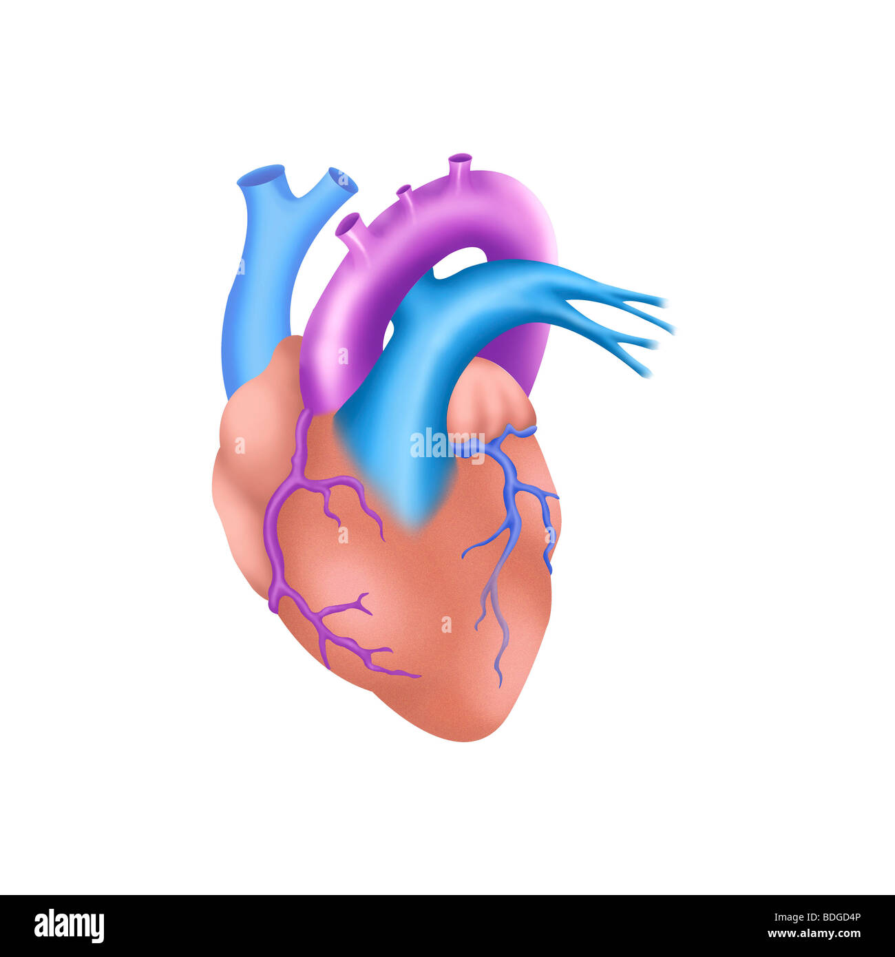 HEART, ILLUSTRATION Stock Photo