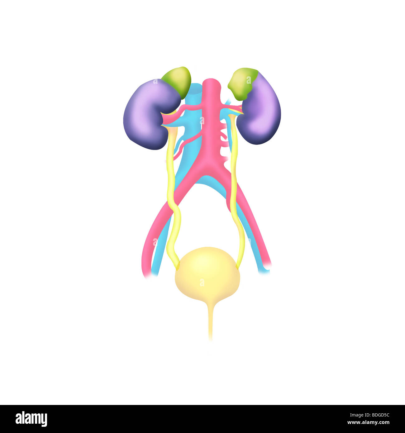 URINARY SYSTEM, DRAWING Stock Photo