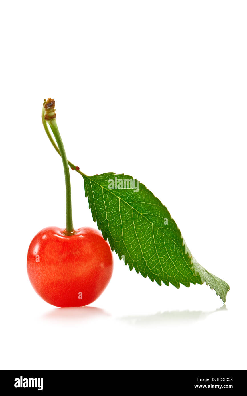cherry with leaf isolated on white Stock Photo