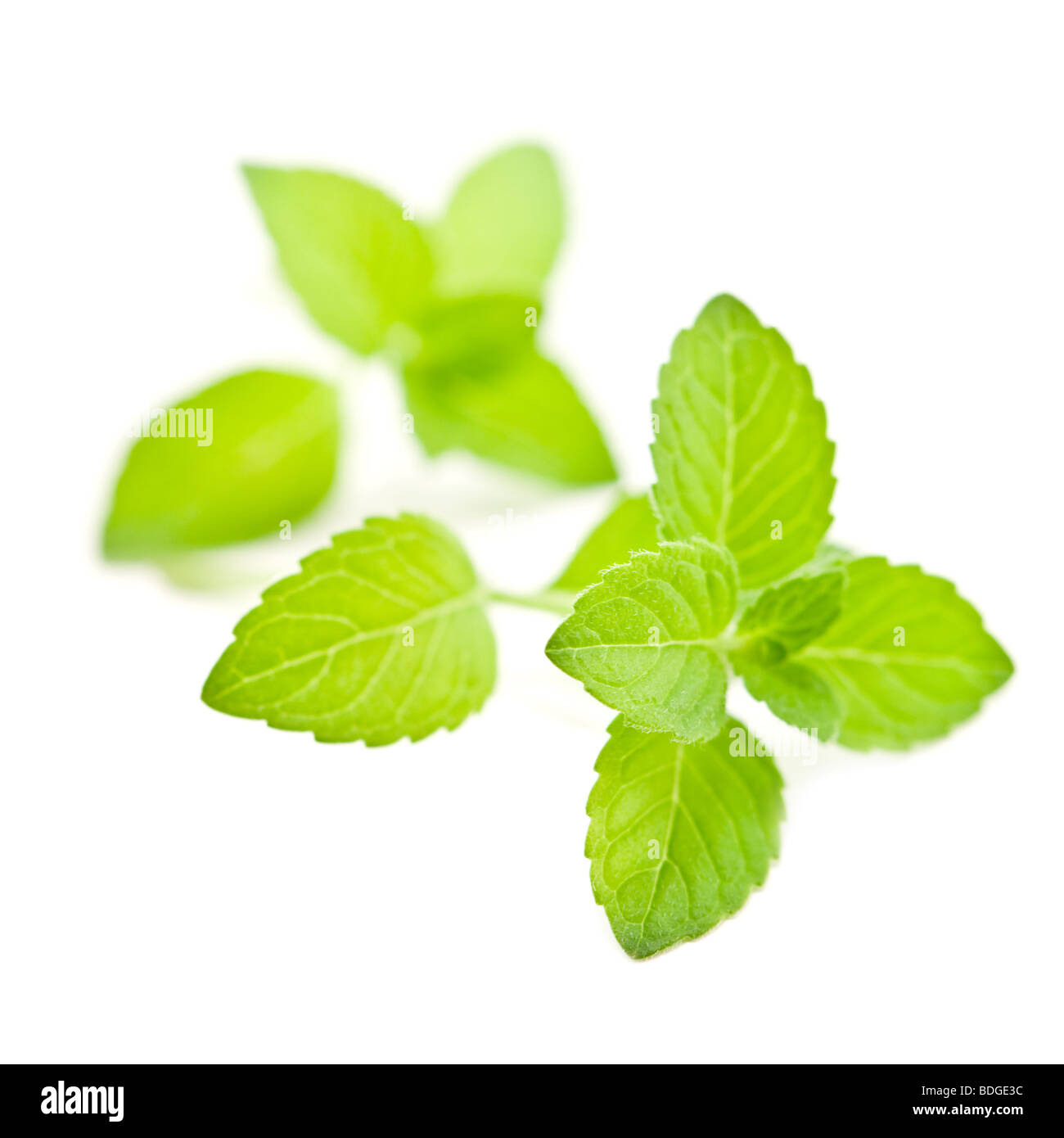 Mint leaf hires stock photography and images Alamy