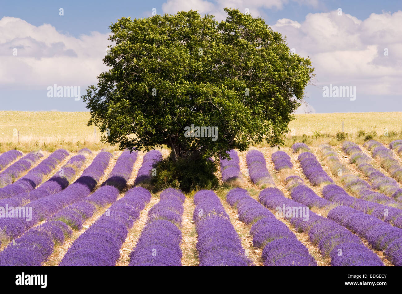 Lavender and lone tree in Provence Stock Photo - Alamy