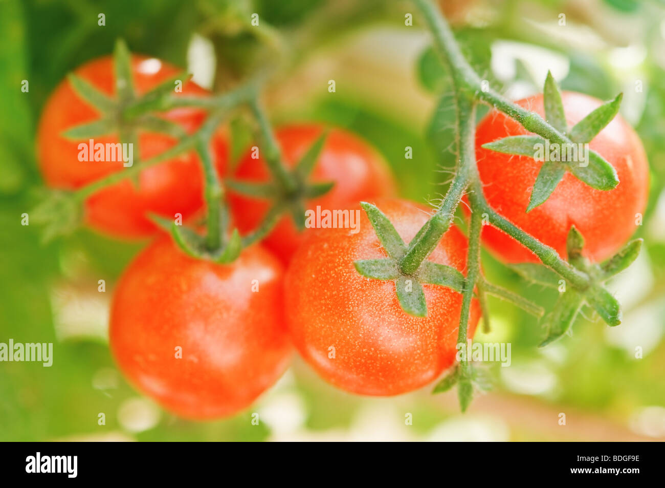 cherry tomato branch closeup Stock Photo