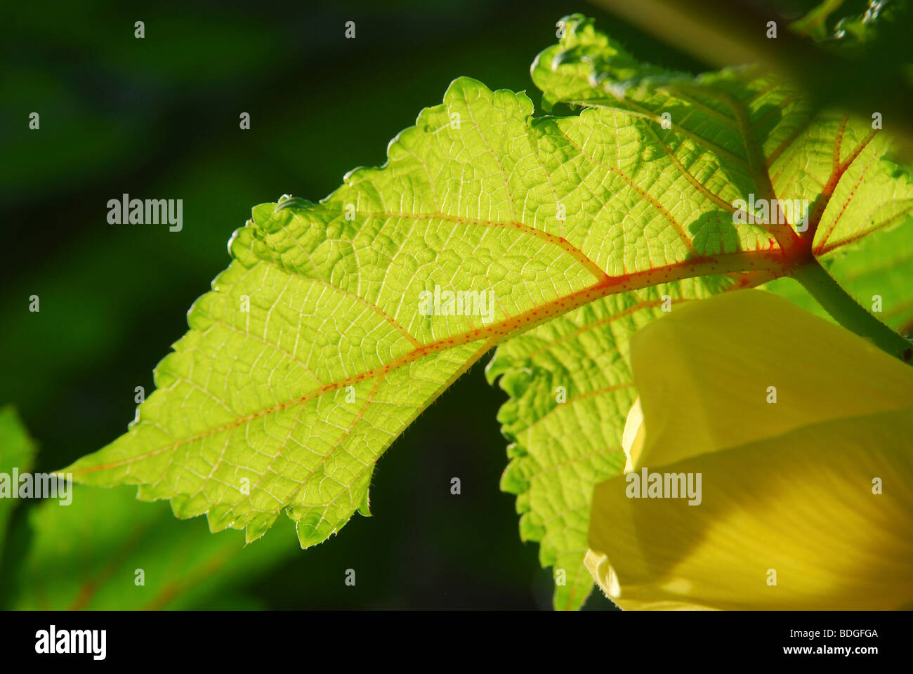 Okra leaf  ledy finger flowerand leaf in plant Stock Photo