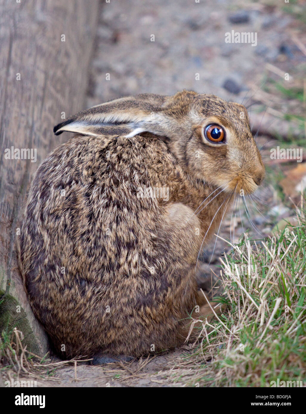 European Hare (lepus europaeus Stock Photo Alamy