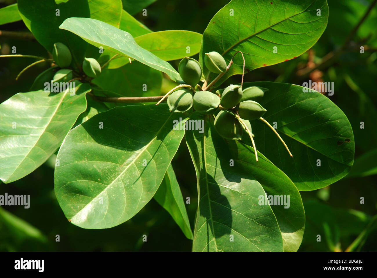 Indian badam leaf and nuts Stock Photo