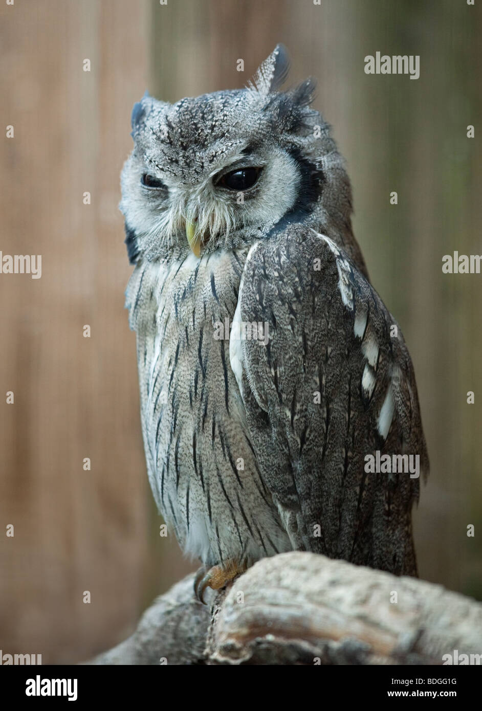 White Faced Scops Owl (ptilopsis leucotis) Stock Photo