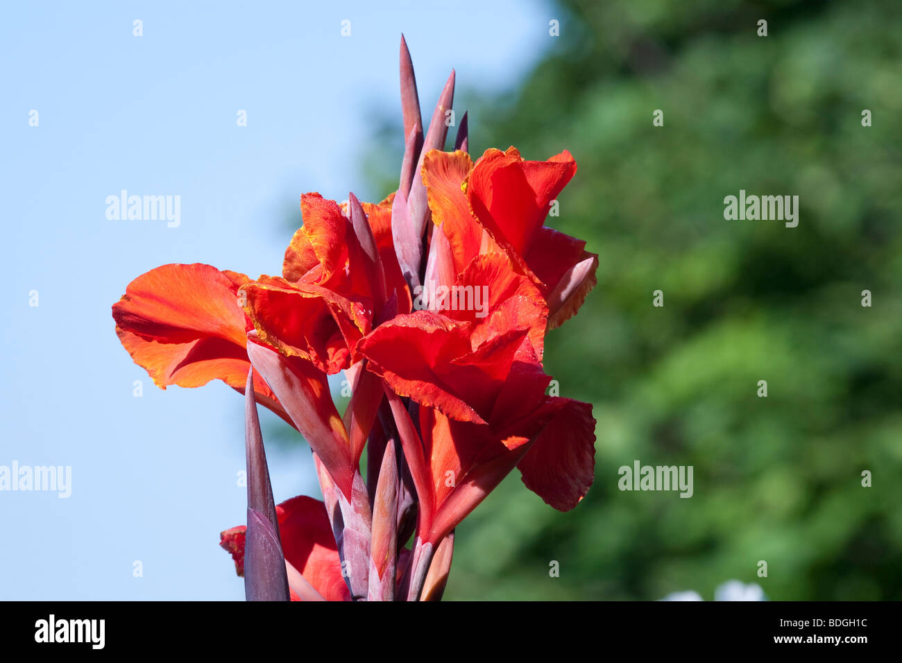 Canna iridiflora King Humbert cannaceae. Stock Photo