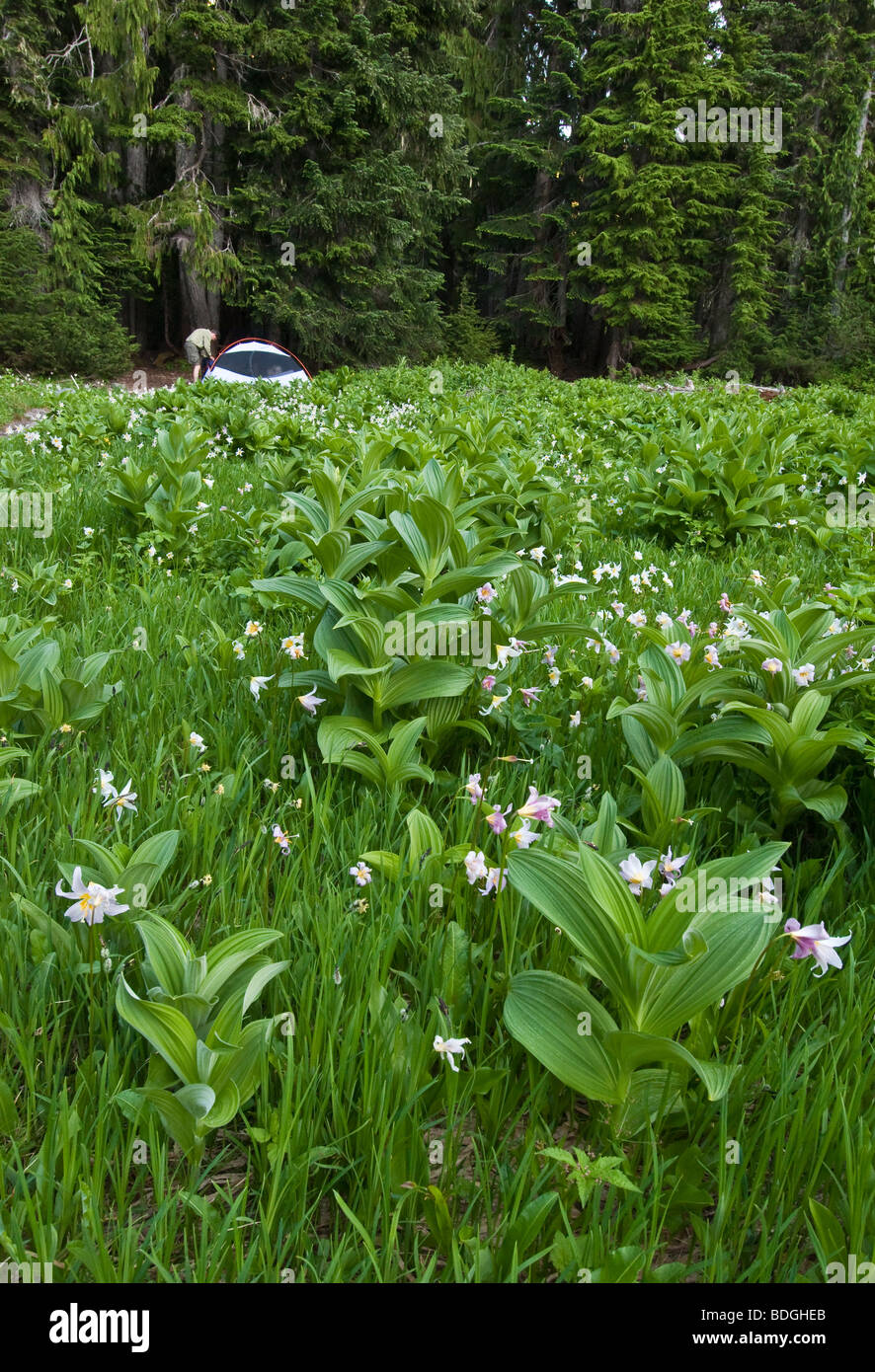 Sol Duc Park campsite on meadow with avalanche lillies and corn lily, Olympic National Park, Washington. Stock Photo