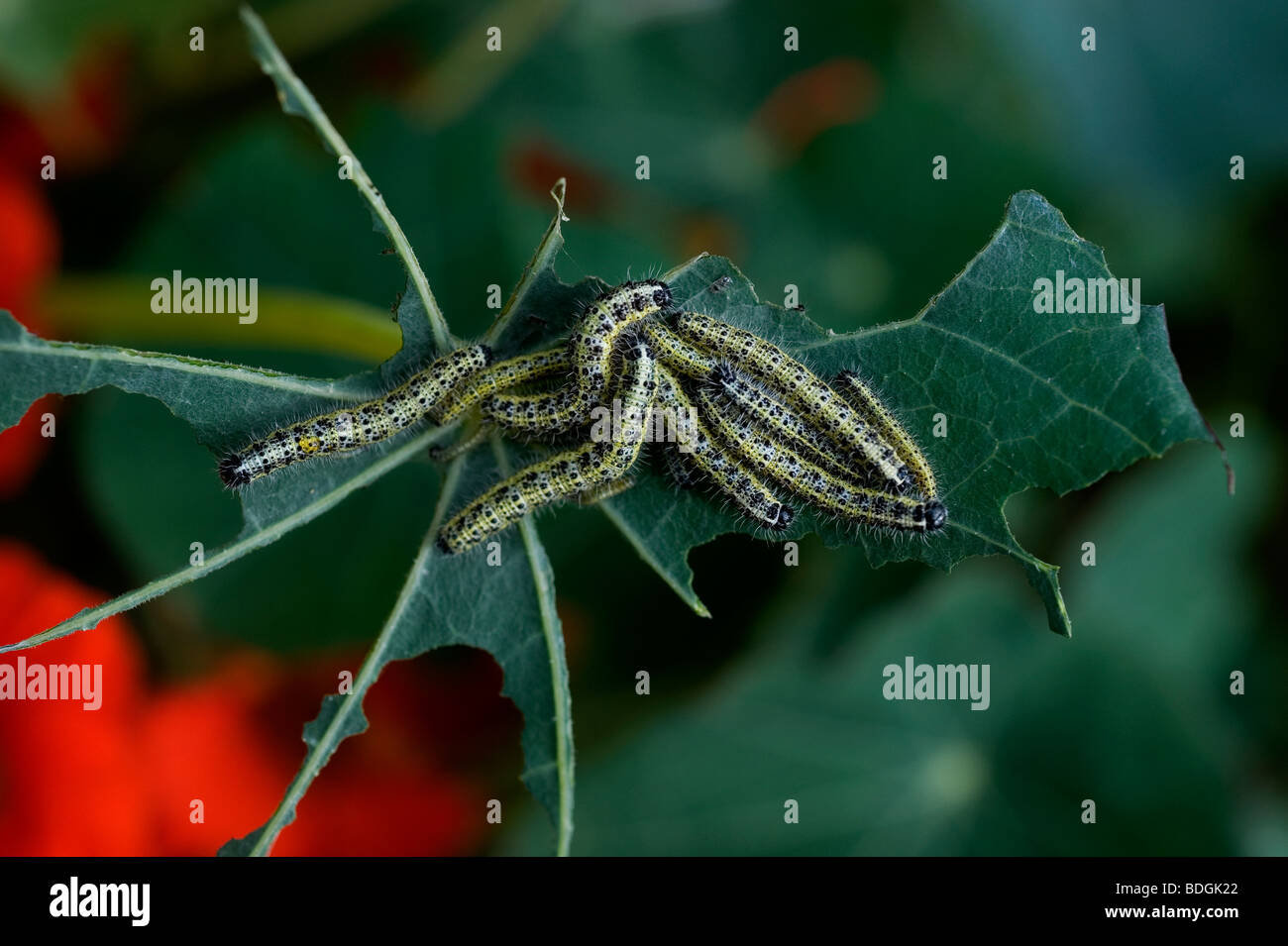 Large White Butterfly Caterpillar Pieris brassicae eat munch hungry