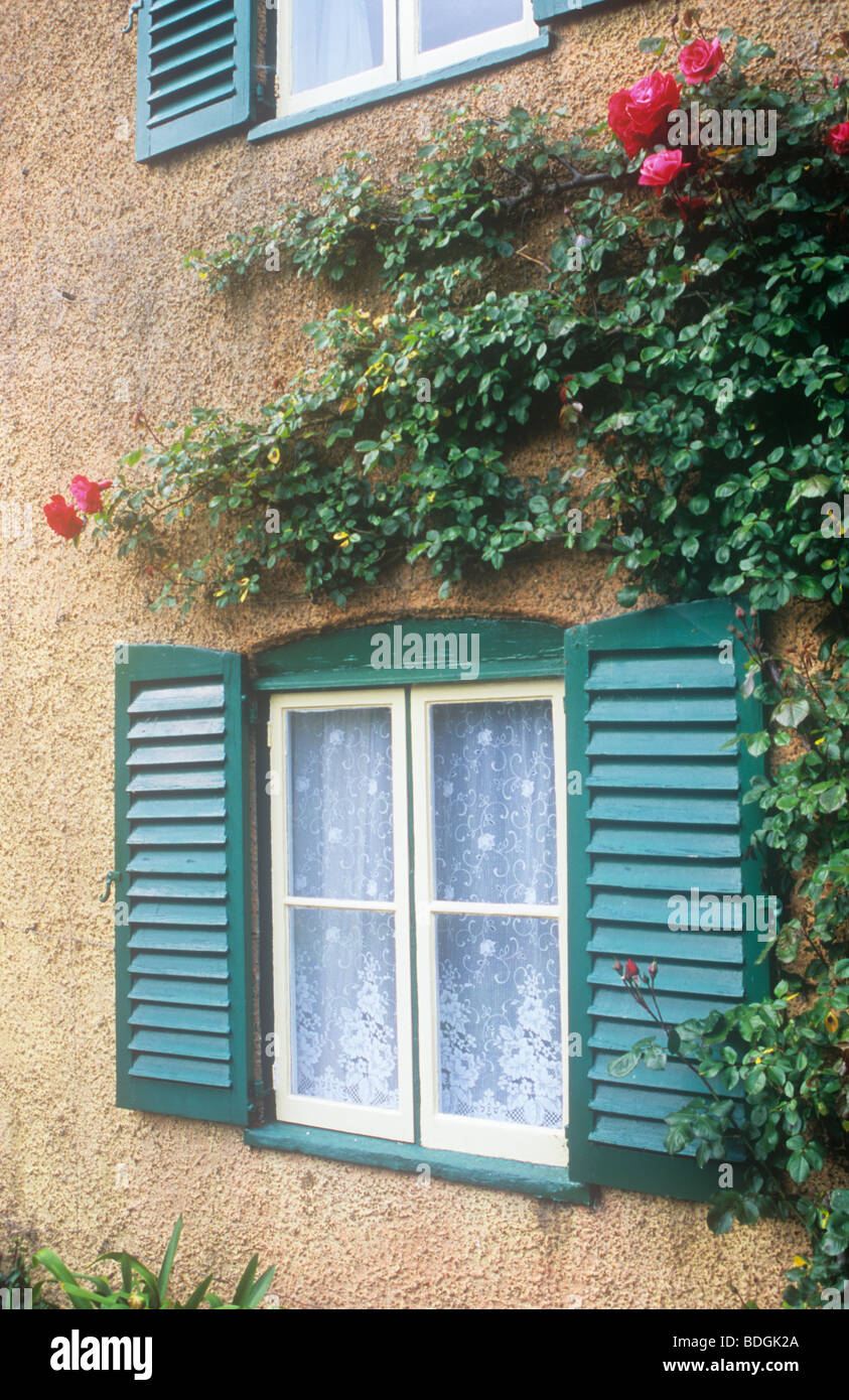 Detail of cottage or house with pebble-dash walls window with net curtains and shutters and rambling rose with red flowers Stock Photo