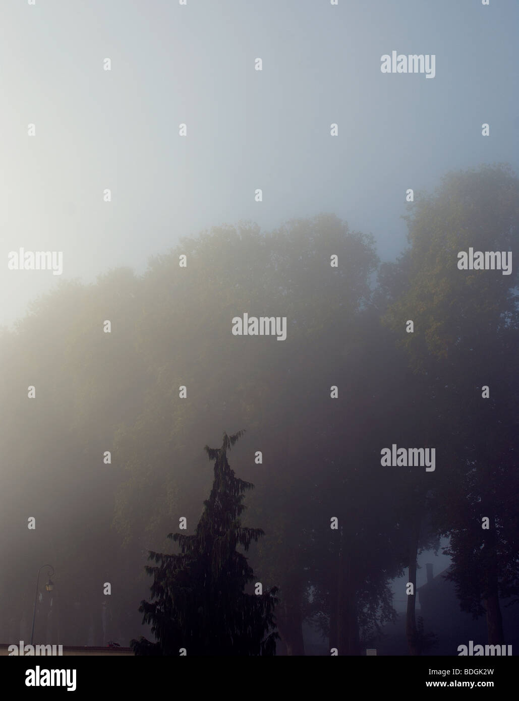 Tree stands in the mist of a French morning Stock Photo