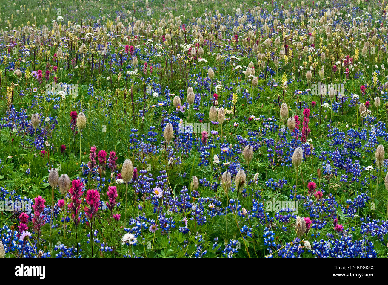 Wildflowers in meadow along Lakes Trail on Mazama Ridge; Mount Rainier National Park, Washington. Stock Photo
