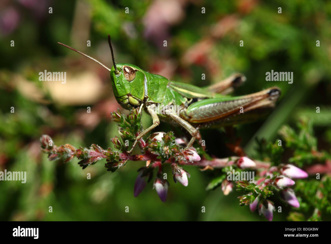 Stunning Green Grasshopper on Heather in the New Forest Stock Photo