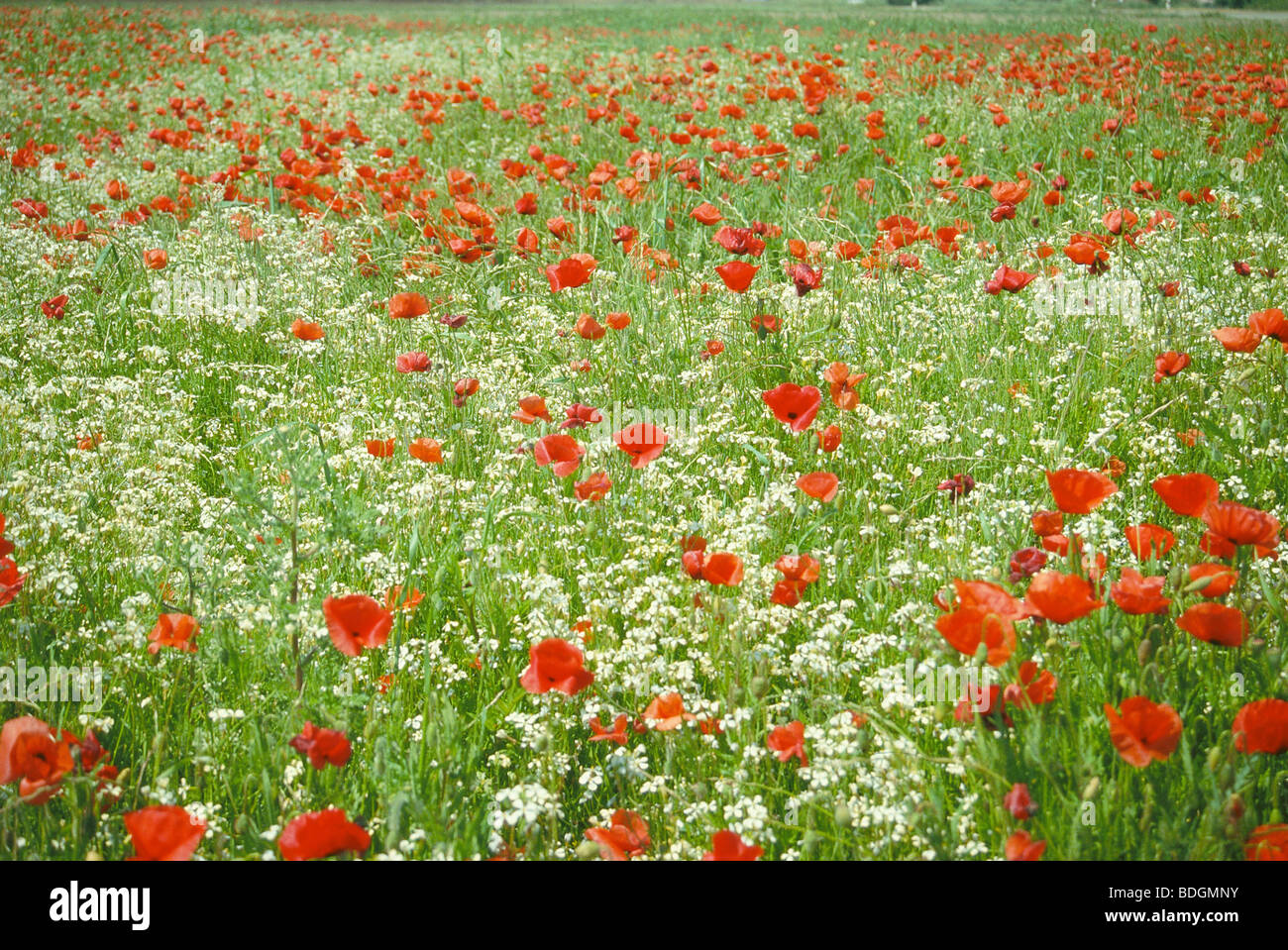 Flowering field hi-res stock photography and images - Alamy