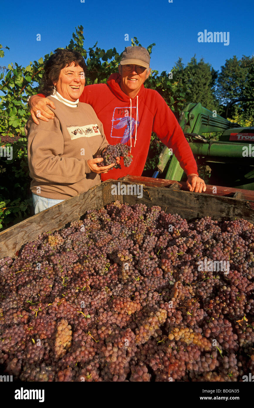 Tyee Vineyards owners Marghee & Ted Buchanan, with harvested Gewurztraminer wine grapes; Willamette Valley, Oregon. Stock Photo