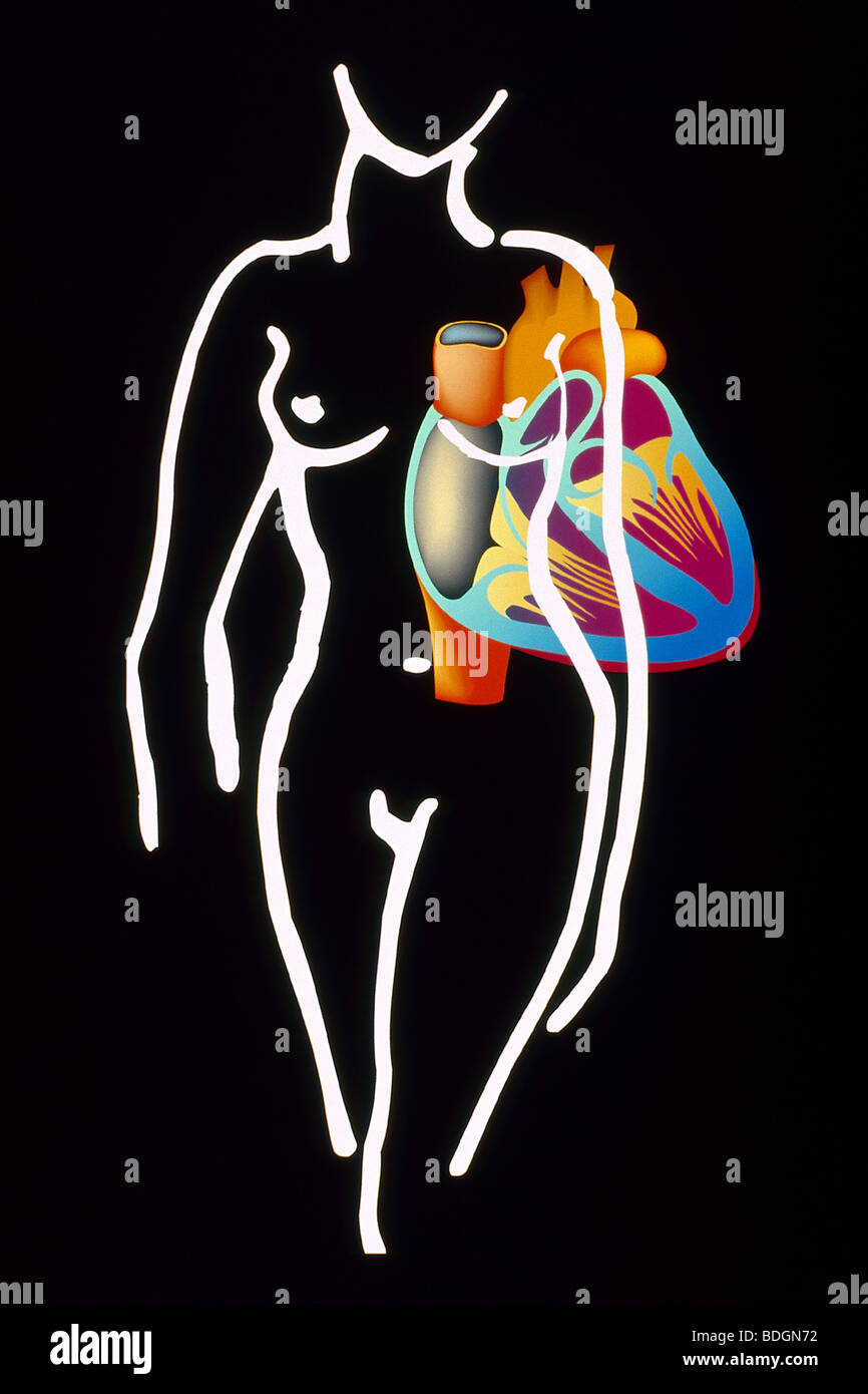 Human heart illustration hi-res stock photography and images - Alamy