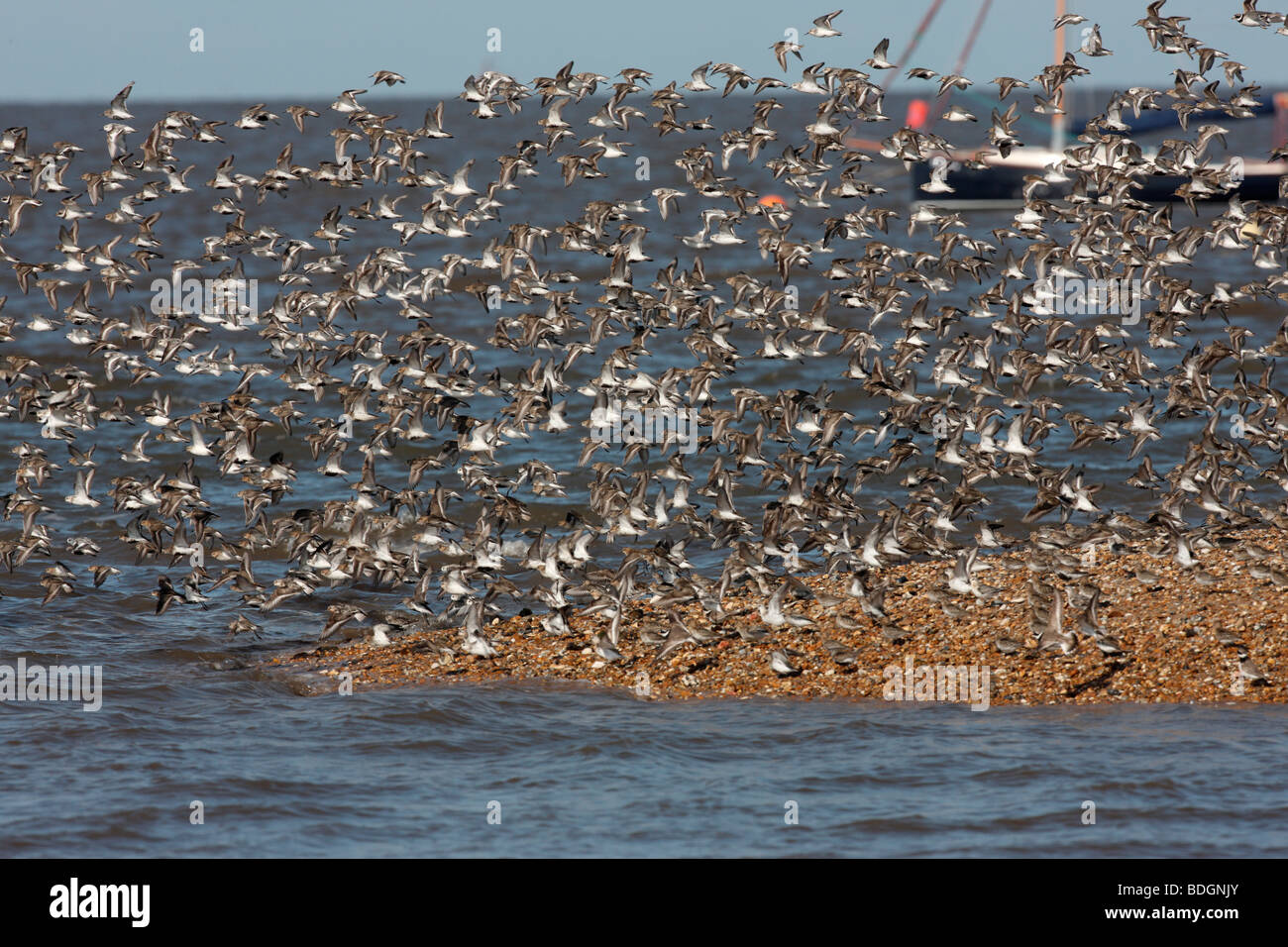 Dunlin, Calidris alpina, flock with sanderling and ringed plover, Norfolk, August 2009 Stock Photo