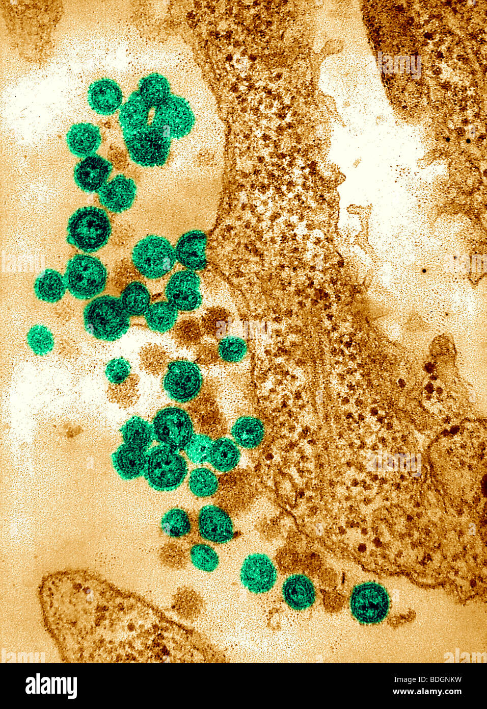 Machupo virus stock photo alamy