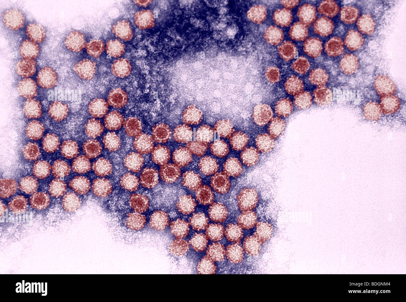 FELINE CALICIVIRUS Stock Photo Alamy