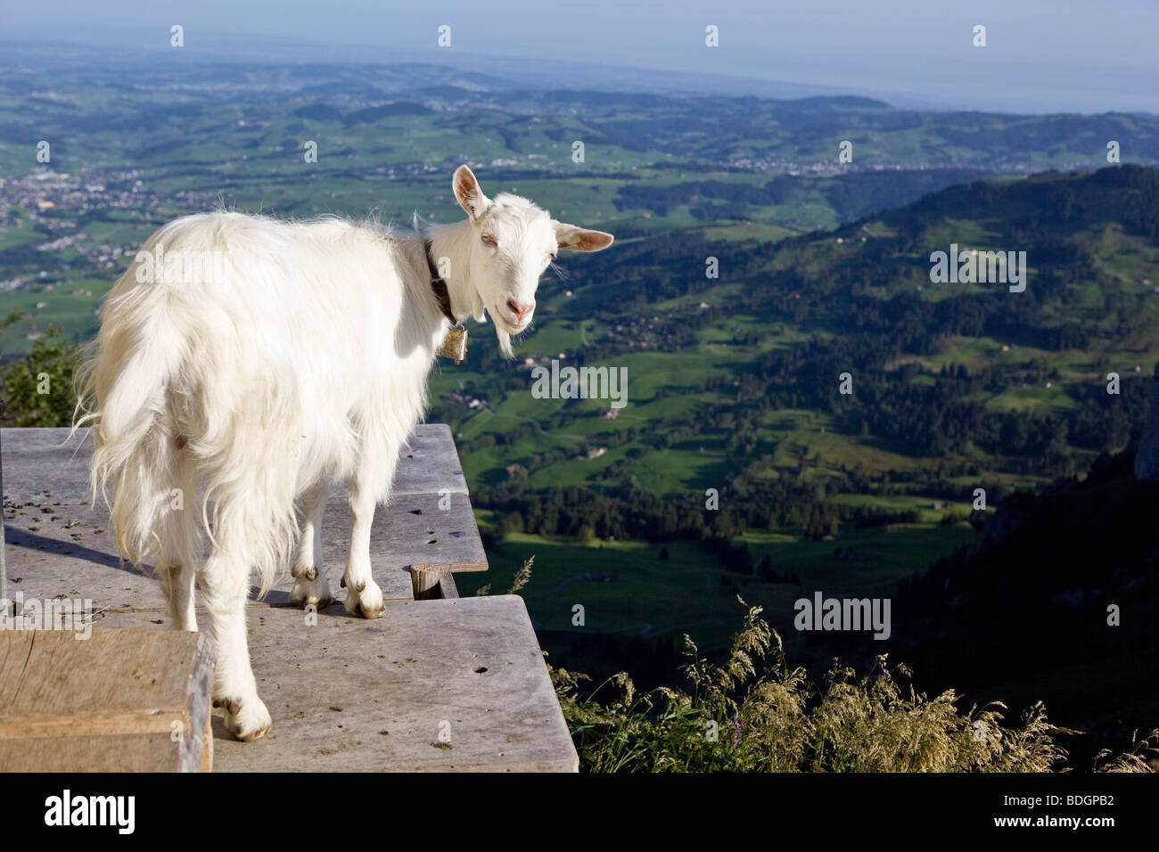White goat in a risky position overlooking the Appenzell hilly landscape far below Switzerland Stock Photo
