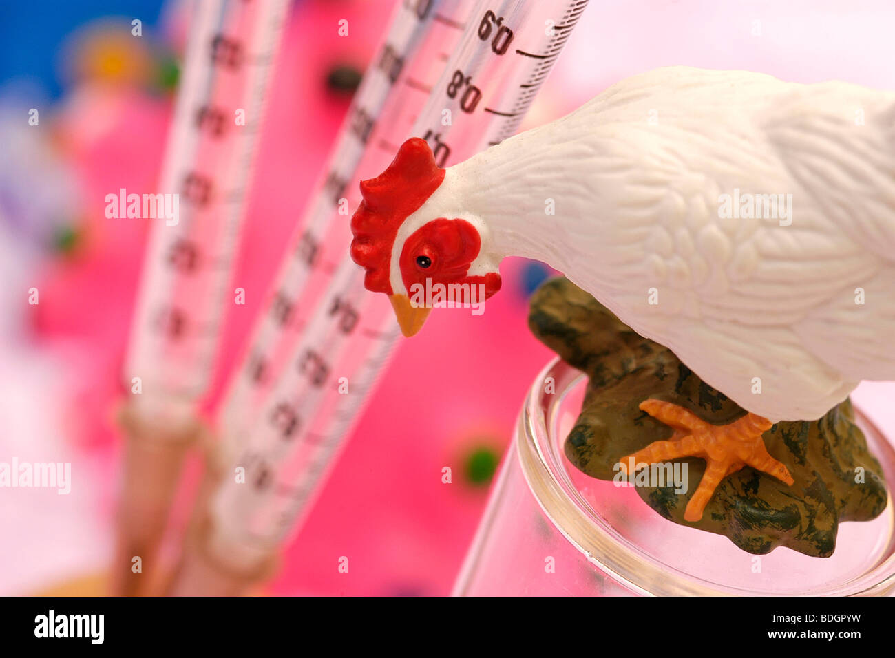 AVIAN INFLUENZA VACCINE Stock Photo - Alamy