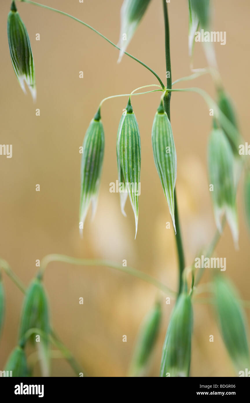 Avena sativa . Unripe Oats, cereal crop close up Stock Photo