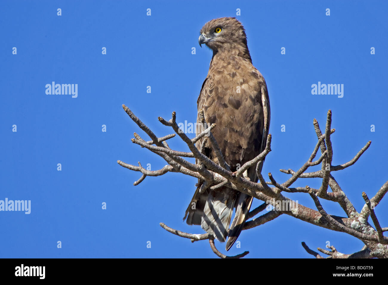Brown Snake Eagle watching on perch, Kruger Park Stock Photo - Alamy