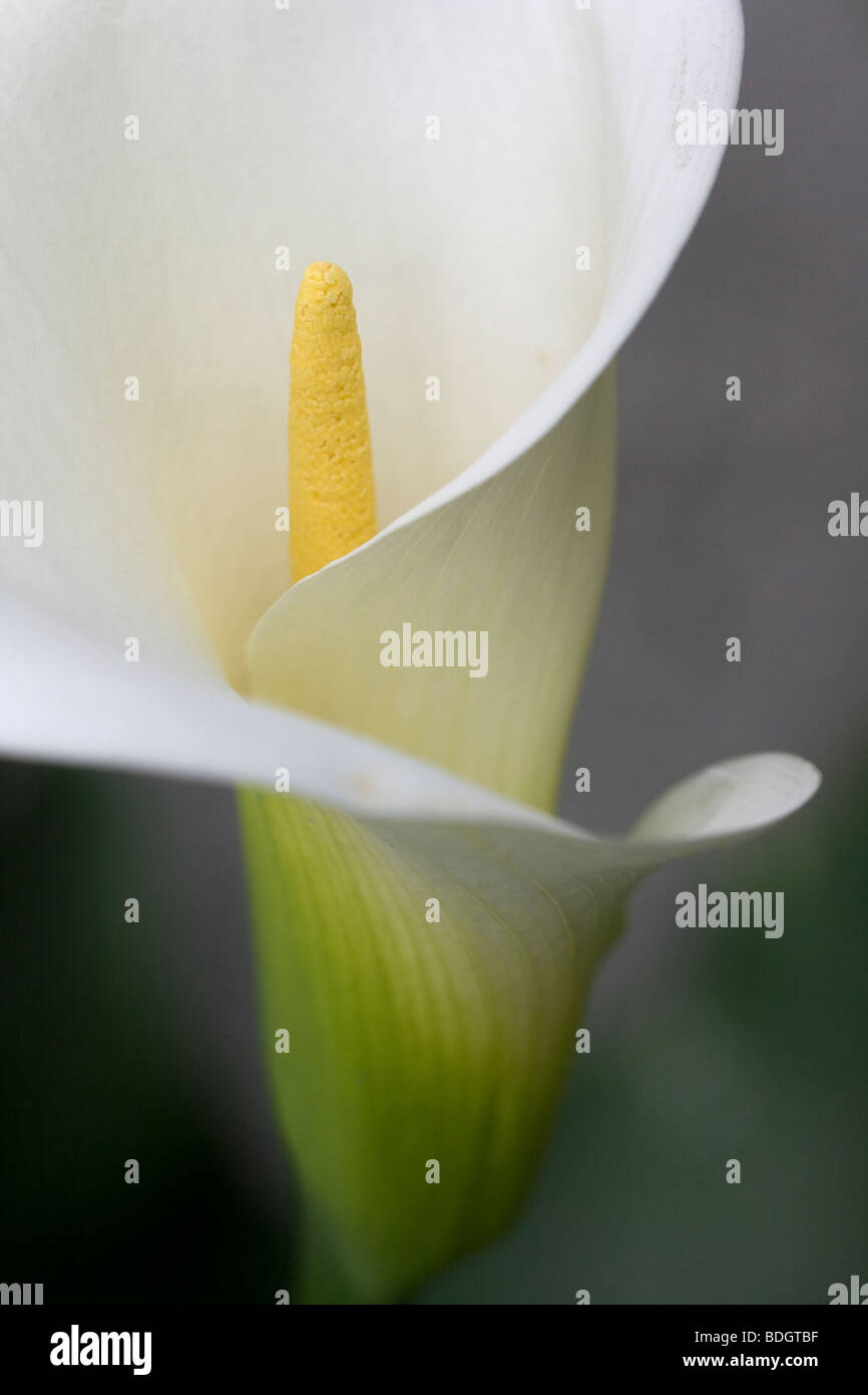 white arum lily Stock Photo Alamy
