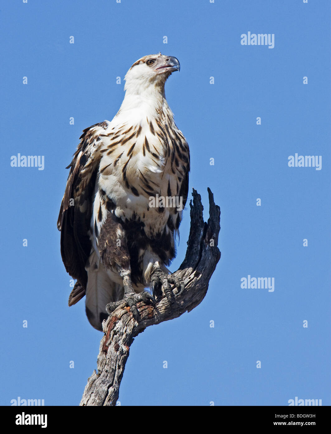 Juvenile Fish Eagle resting in tree, Kruger Park. Stock Photo