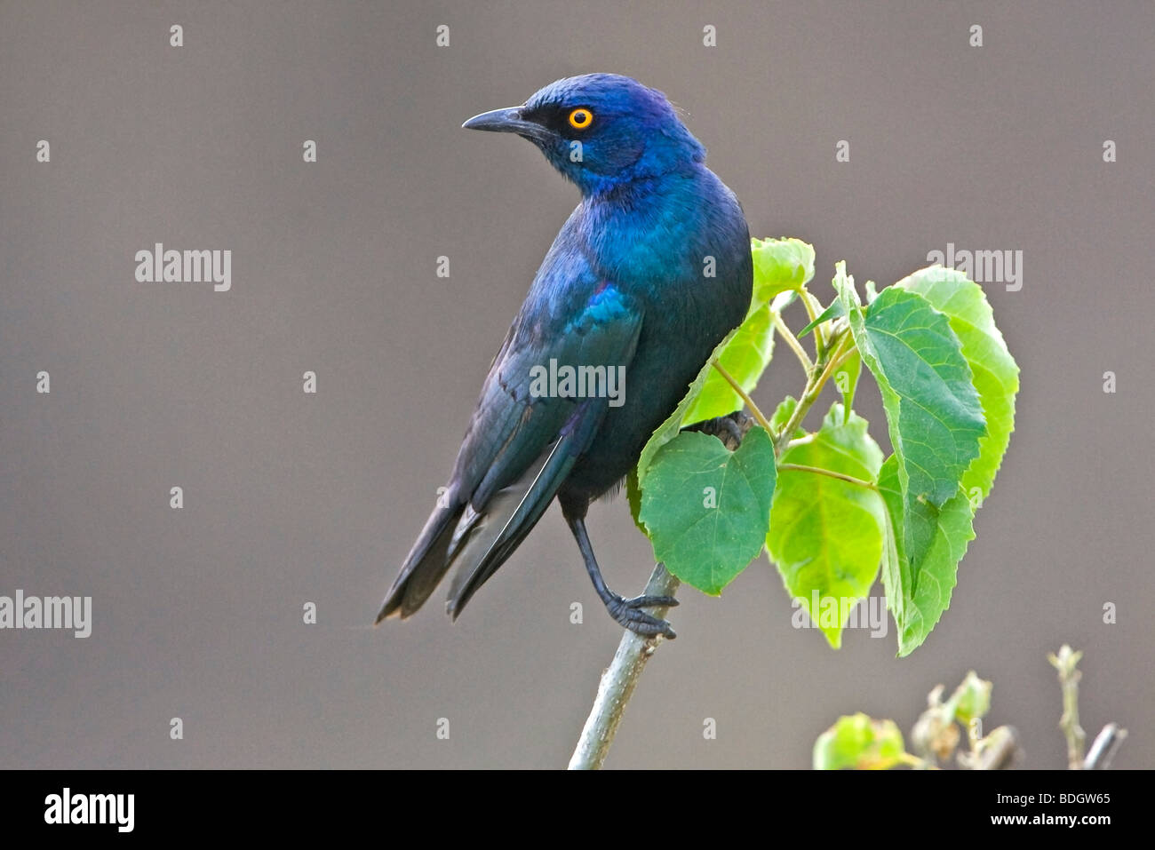 Glossy Starling, Kruger Park, South Africa. Stock Photo