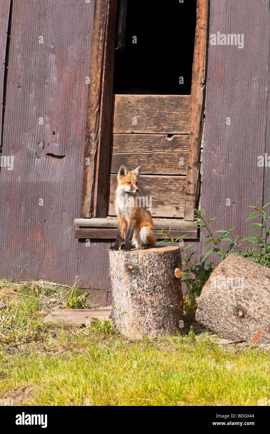 Red fox kit hi-res stock photography and images - Alamy