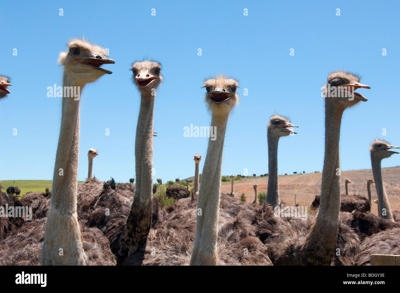 Ostriches in the Western Cape, South Africa Stock Photo