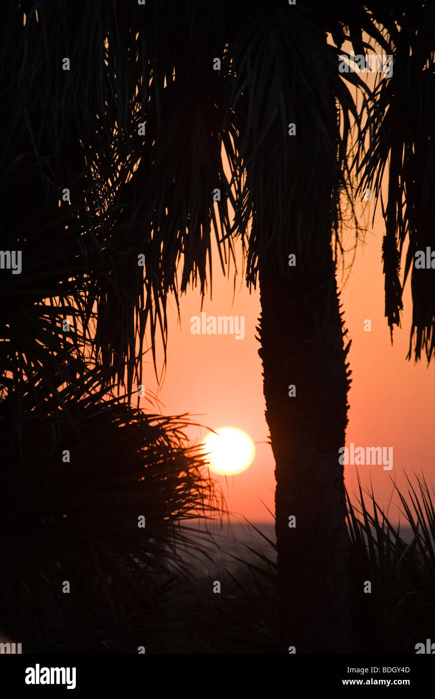 Palm trees silhouetted by orange setting sun in Venice on the Southwest Gulf Coast of Florida Stock Photo