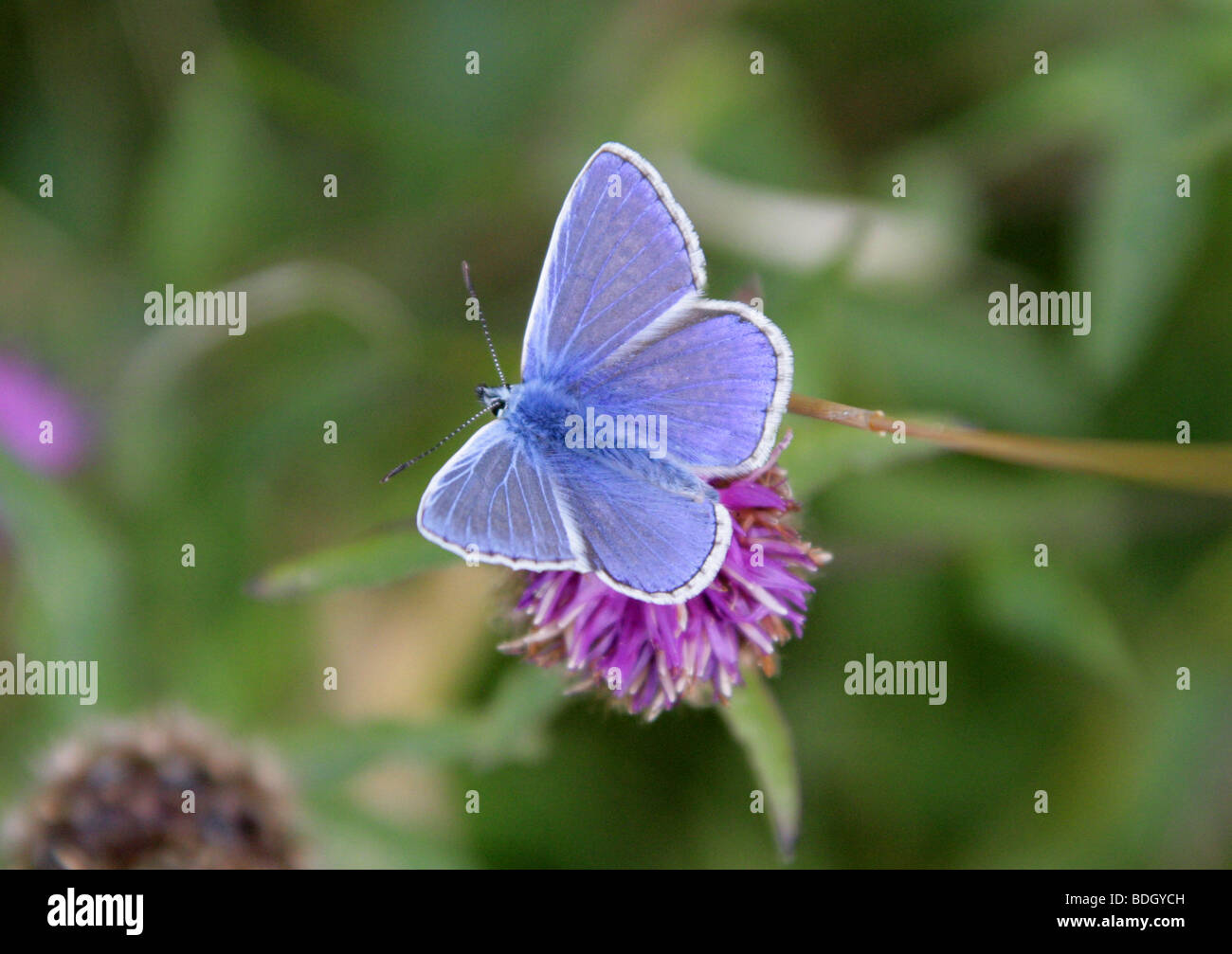 Common Blue Butterfly, Polyommatus icarus, Lycaenidae Stock Photo