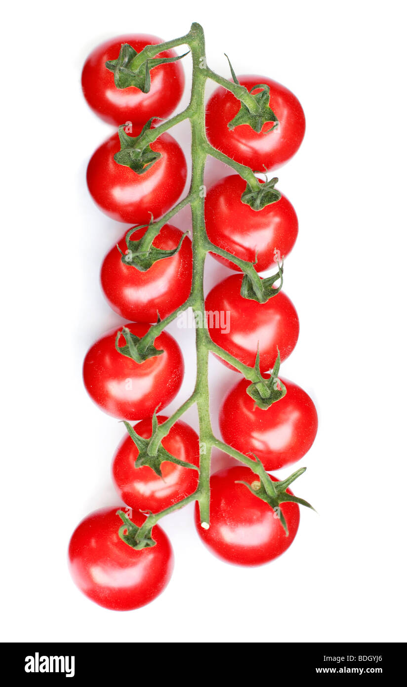 vittoria-vine-tomatoes-against-a-white-background-stock-photo-alamy