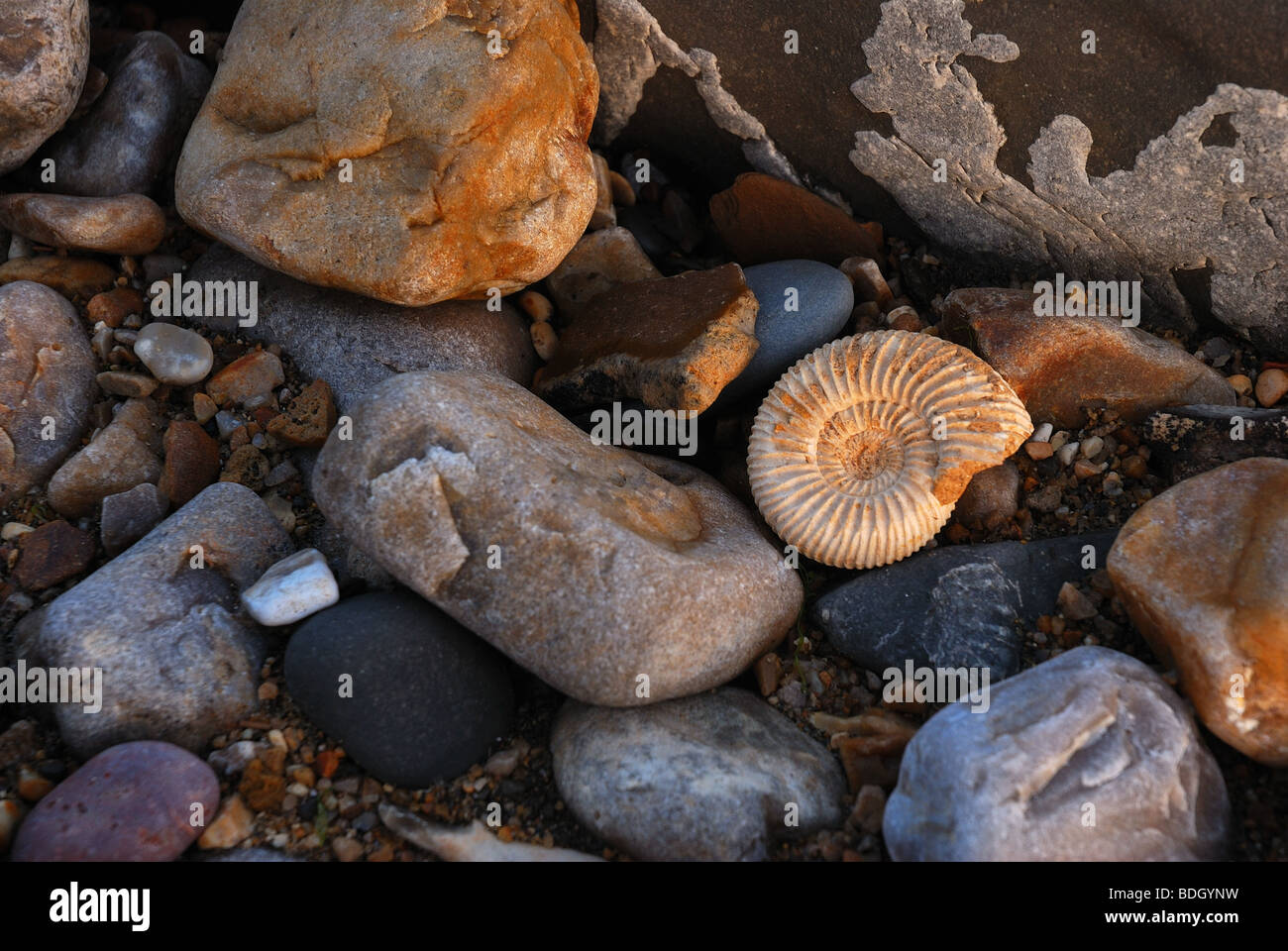 Fossil Hunting on Beach Charmouth Dorset UK Stock Photo Alamy