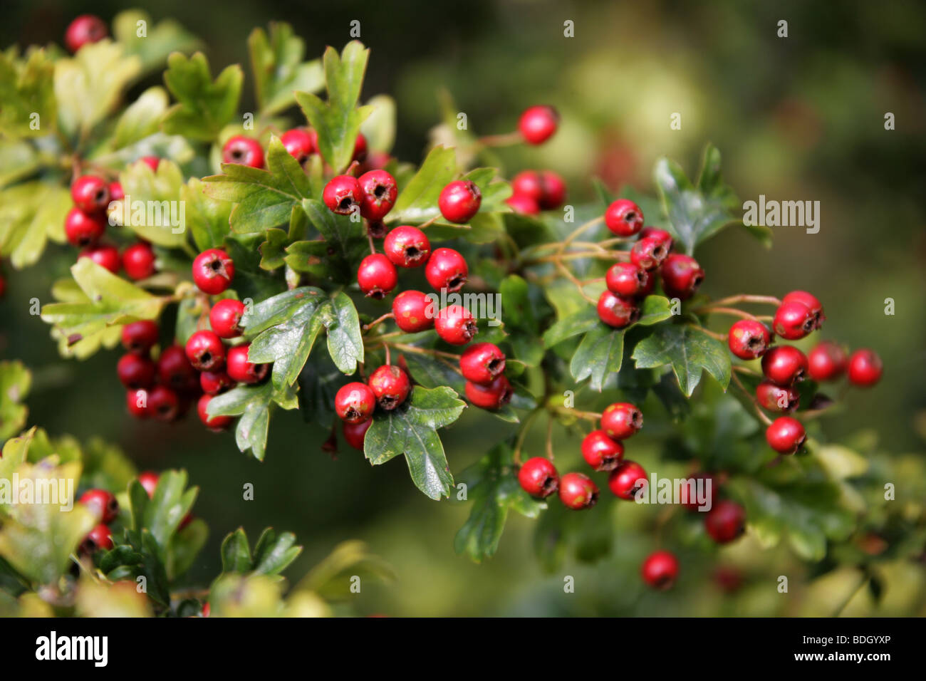 Hawthorn or May Tree Berries, Crataegus monogyna, Rosaceae Stock Photo