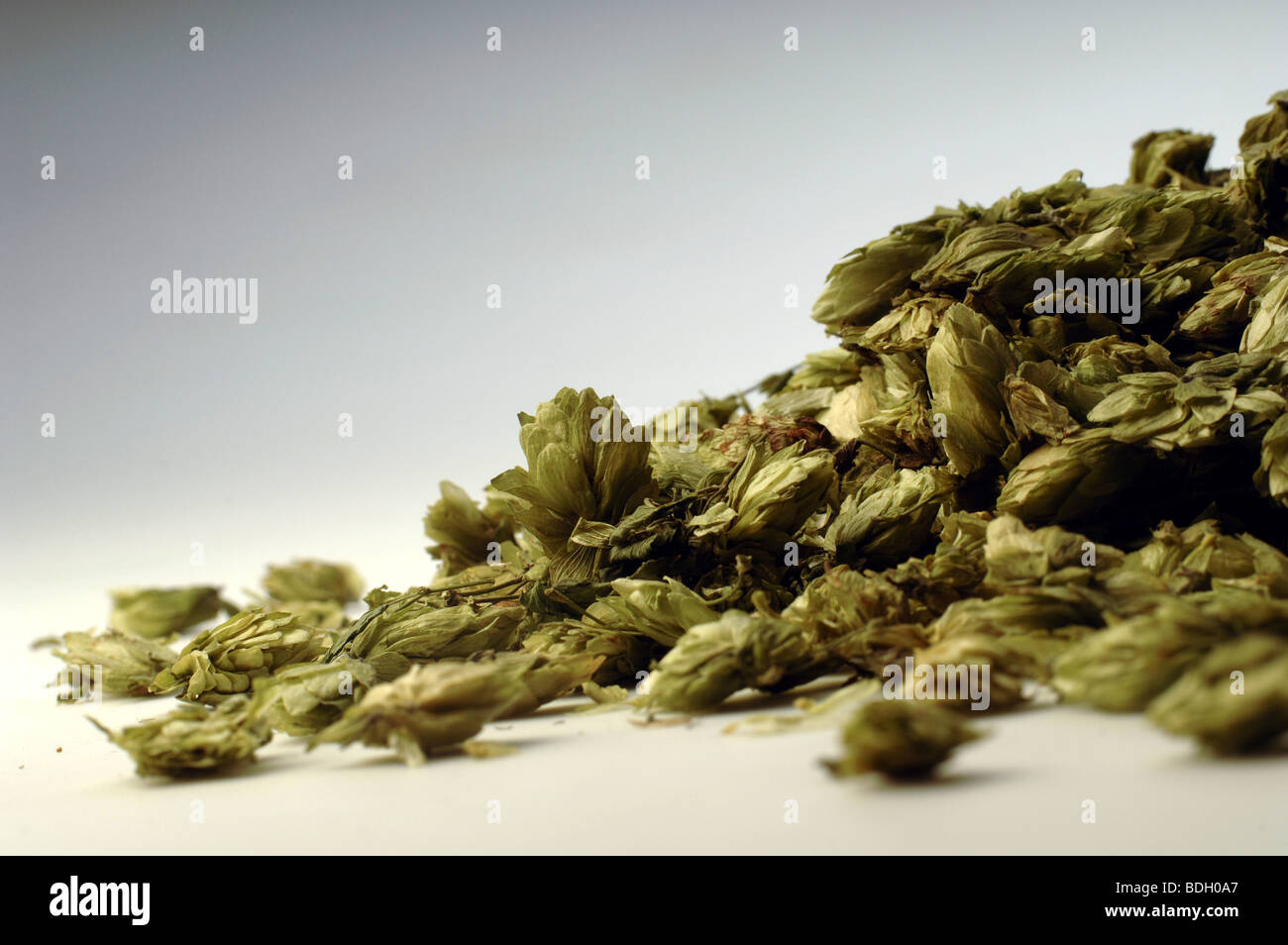 Belgian beer hops Stock Photo Alamy