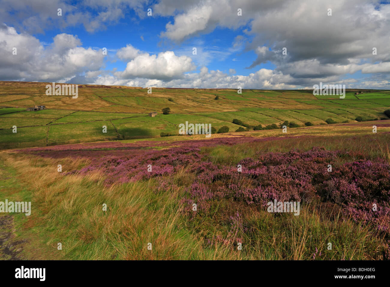 Heather moorland, Bradshaw above Holmfirth, West Yorkshire, Peak Stock