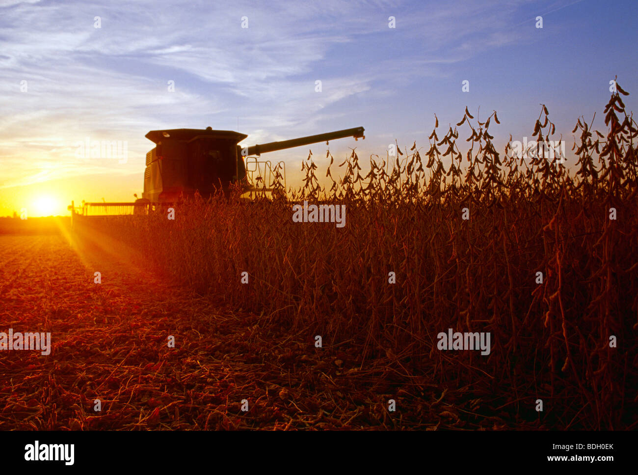 Agriculture - A combine harvests mature soybeans at sunset with a farmstead in the distance / Illinois, USA. Stock Photo