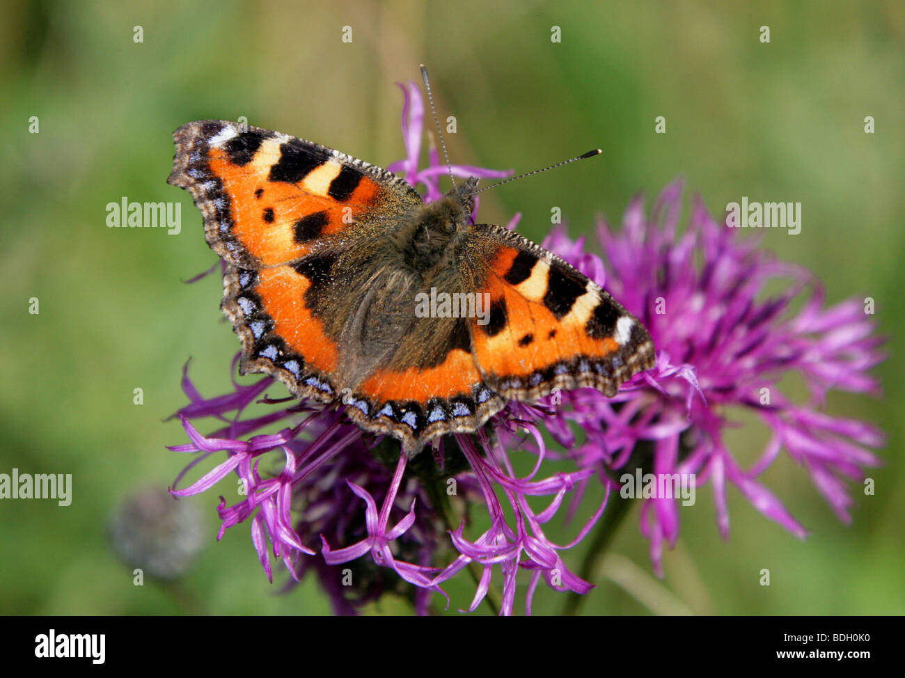 Small Tortoiseshell Butterfly, Nymphalis urticae, Nymphalidae Stock Photo