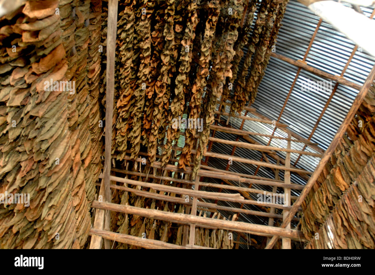 Tobacco leaves drying for Pinar del Rio cigars, Cuba. Stock Photo