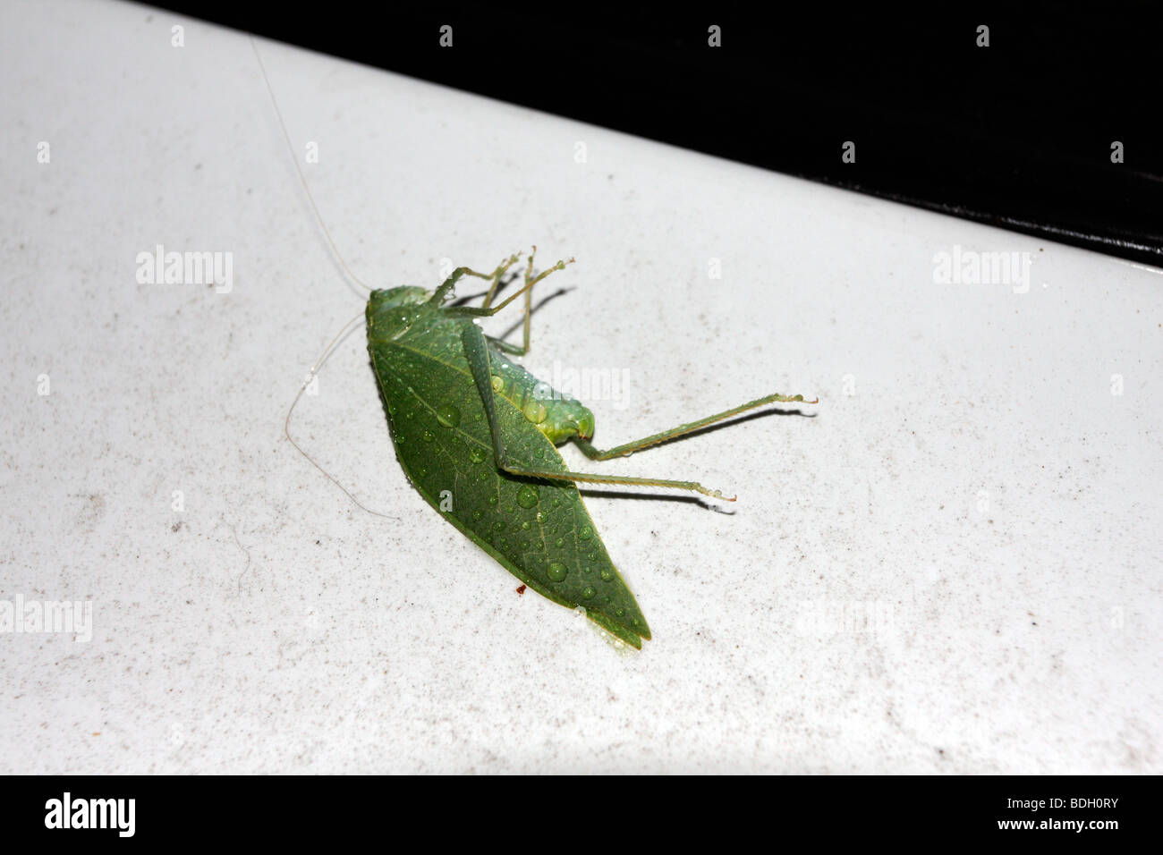 Katydid, dead, on side, with beaded water droplets, property released Stock Photo