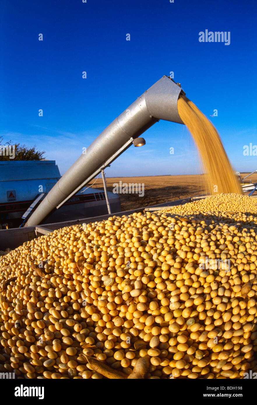 A combine unloads harvested soybeans into a grain truck for transport