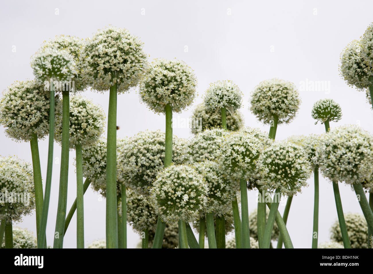 Yellow onion flower heads Stock Photo Alamy