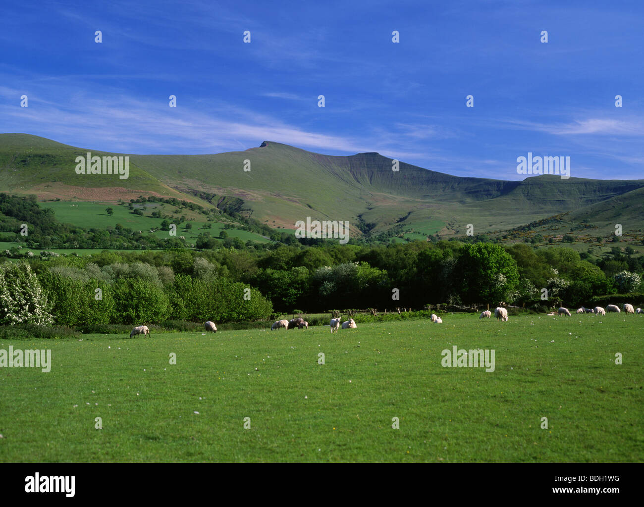 Pen y Fan and Corn Du from near Libanus Sheep in field in foreground Brecon Beacons Powys South Wales UK Stock Photo